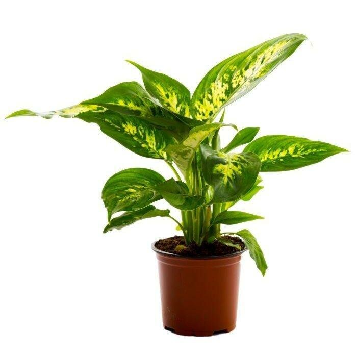 Диффенбахия Компакта - Dieffenbachia compacta D12 H30