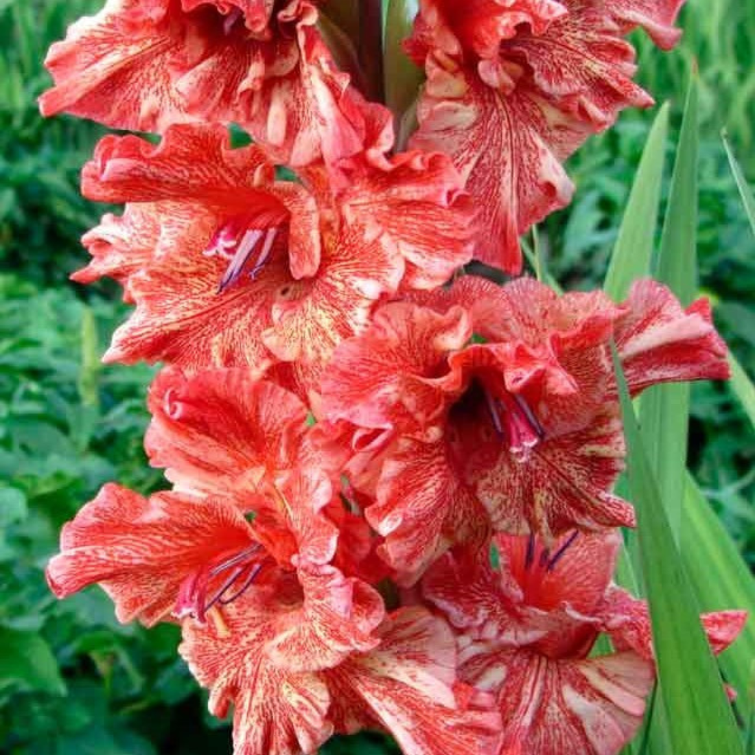 Луковицы цветов , WOW FLOWERS , Гладиолус Вабене , разноцветный , ( 5 штук )