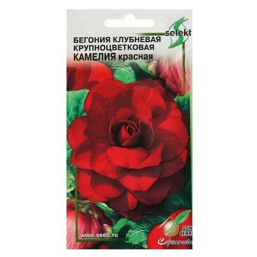 Семена цветов Бегония крупноцвет Камелия, красная, 10 шт 6 упаковок бегония камелия темно красная семена цветы