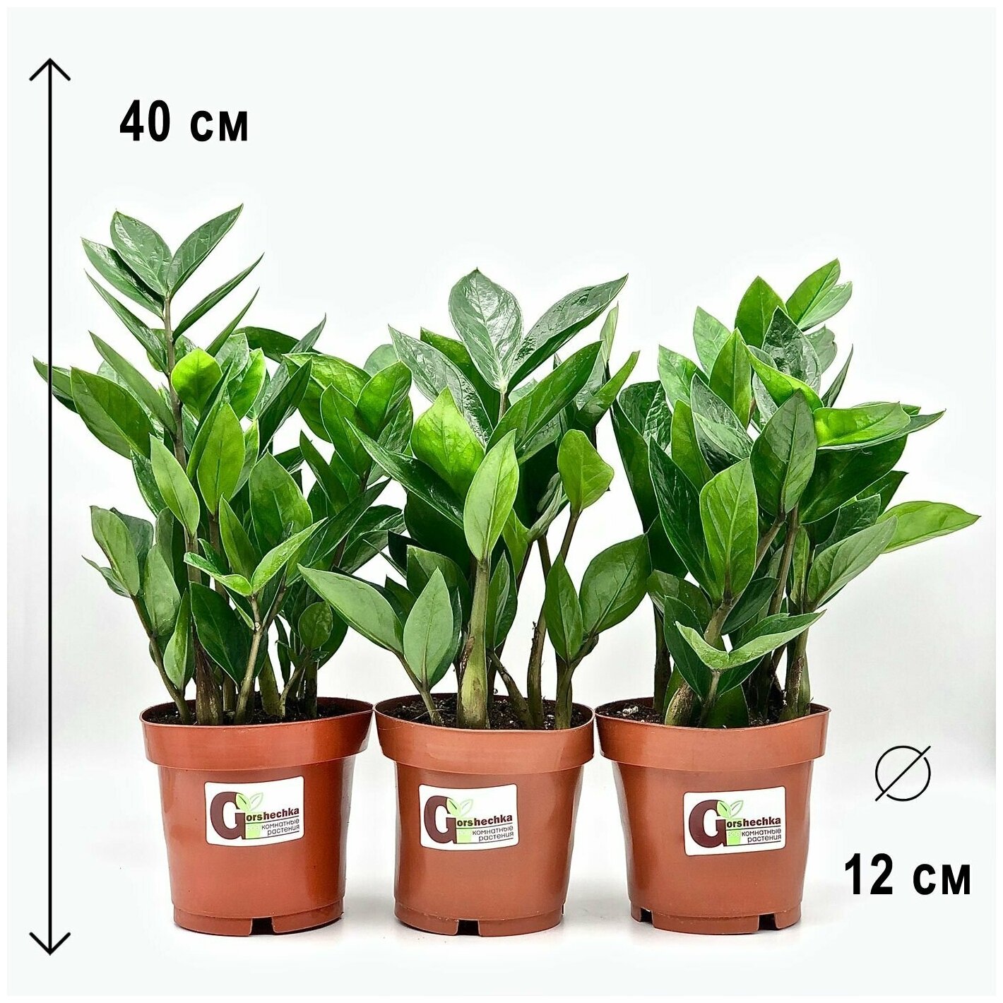 Набор 3 растения (d12) Замиокулькас, высота 30-40см