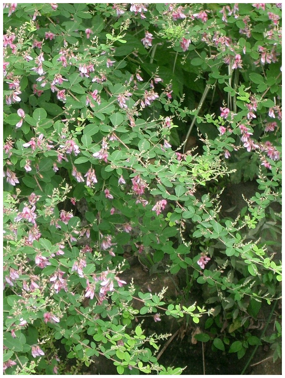 Семена Леспедеца двуцветная биколор (Lespedeza bicolor), 20 штук