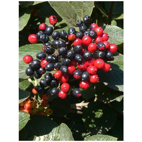 Семена Калина гордовина (Viburnum lantana), 30 штук калина гордовина ауреа 1 шт