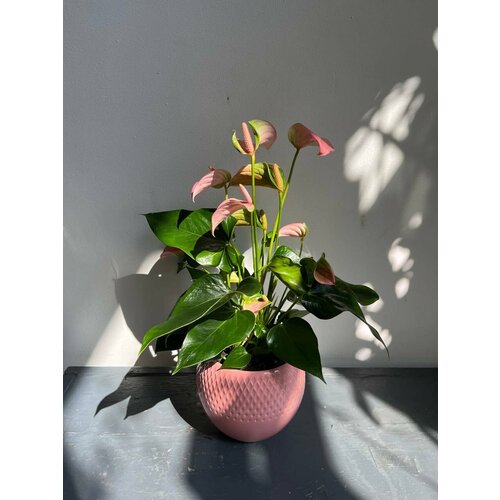Комнатное растение Антуриум с нежно розовыми цветниками в керамическом кашпо
