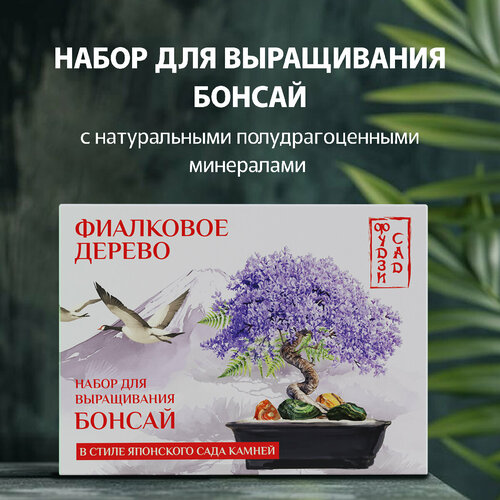 Бонсай Жакаранда (Фиалковое дерево) набор для выращивания растений ...