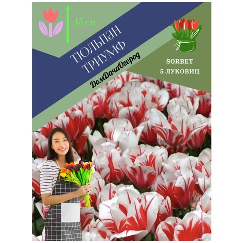 STA Tulipa Sorbet (x5)