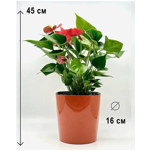 Антуриум красный в коричневом пластиковом кашпо с автополивом, высота композиции 40-50см