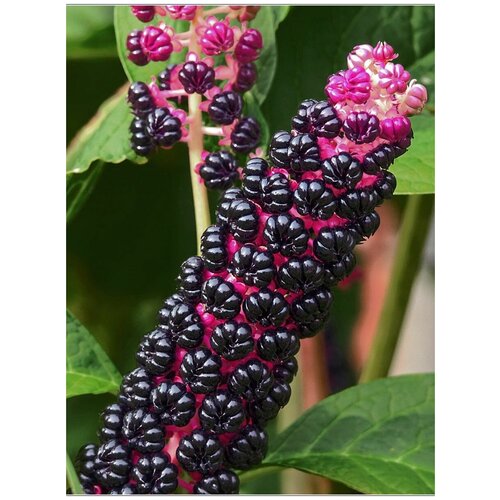 Семена Лаконос ягодный (Phytolacca acinosa), 25 штук