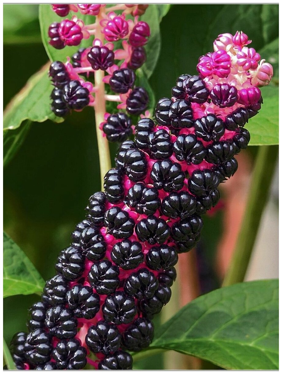 Семена Лаконос ягодный (Phytolacca acinosa), 25 штук