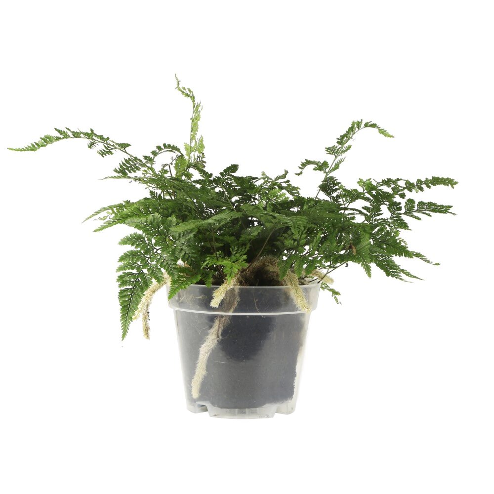 Горшок пластиковый технологический - набор из 3 шт прозрачный d14см h115см 085л