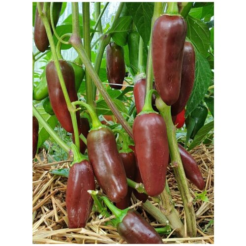 Семена Острый перец Jalapeno brown (Халапеньо шоколадный), 5 штук