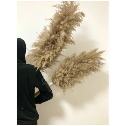 Сухоцвет Камыша Для Декора и Флористики 10 штук 70 см