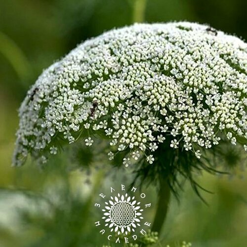 Семена Амми зубная - Виснага (лат. Ammi visnaga) 25шт от Green Legacy