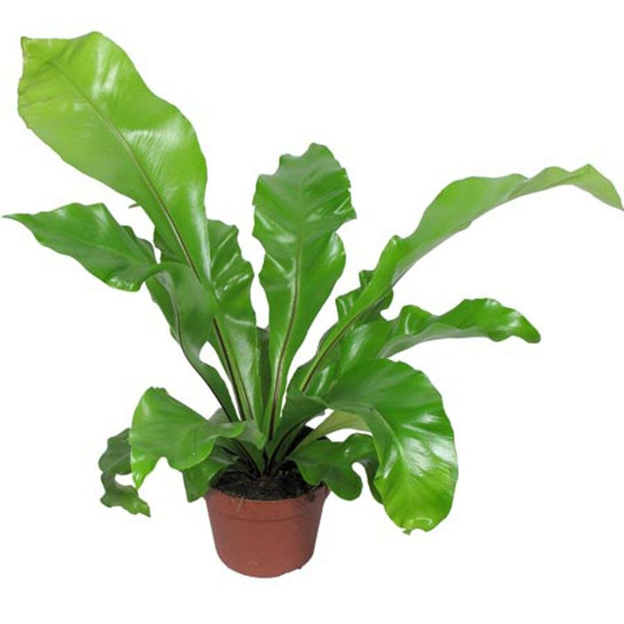 Асплениум гнездовой - Asplenium nidus D12 H25