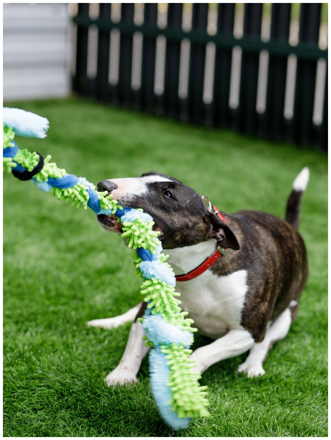 Игрушка для собак Japan Premium Pet в виде стрейч-веревки с функцией чистки зубов, зеленая. - фотография № 4