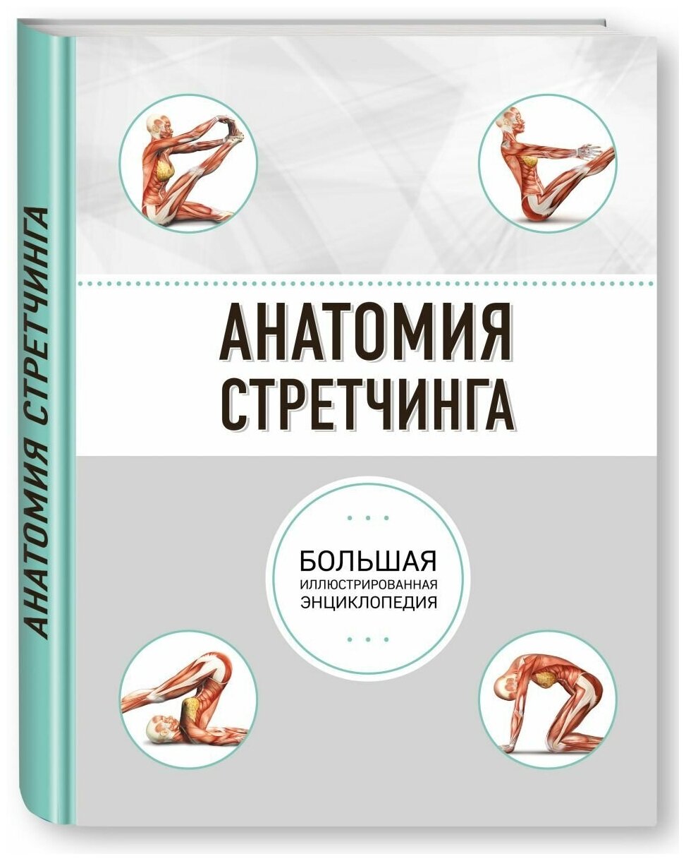 Анатомия стретчинга. Большая иллюстрированная энциклопедия - фото №19