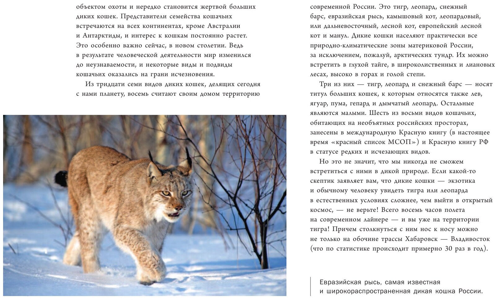 Дикие кошки России. Иллюстрированный авторский фотоальбом - фото №6