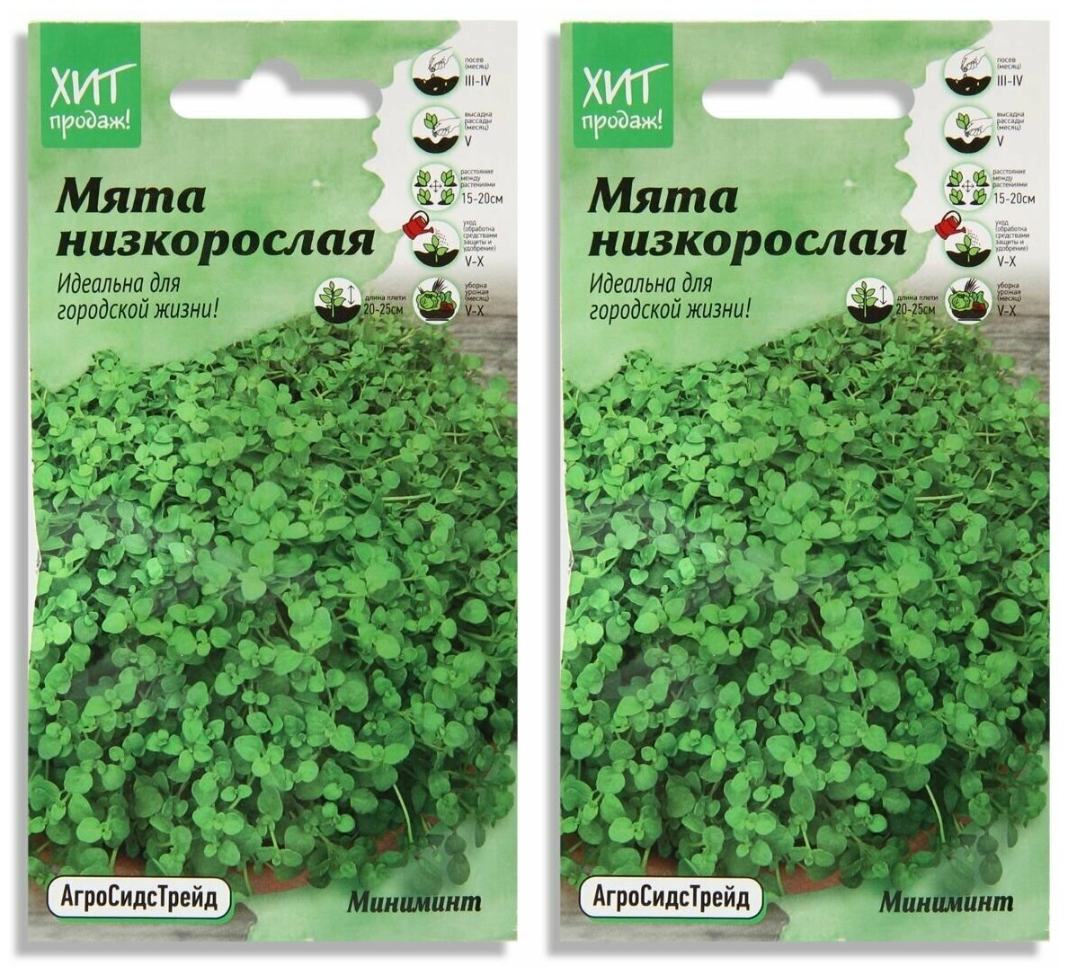 Набор семян Мята для выращивания в контейнере Мини минт 3 шт АСТ - 2 уп.