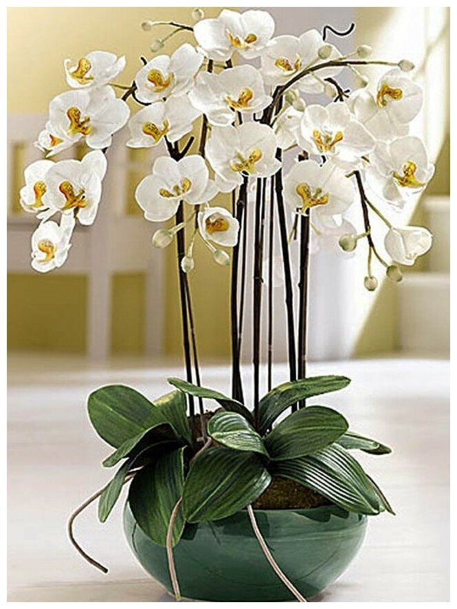 Сила Суздаля | Кора для орхидеи | Для молодых орхидей | Фракция 20-50 мм | 3 литра - фотография № 6