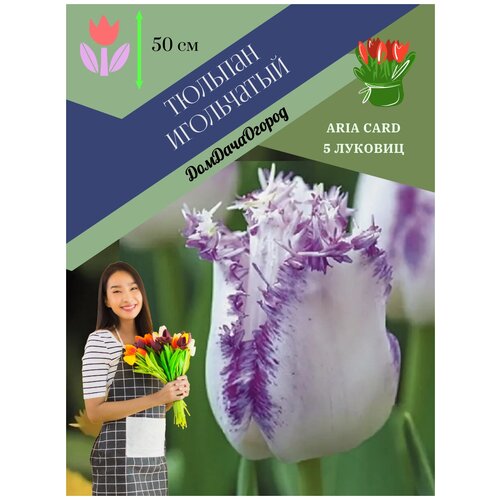 STA Tulipa Aria Card (x5)