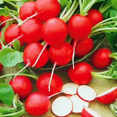 Редис Ролекс F1 (Голландия) (семена).