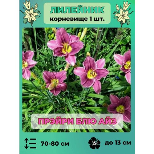 Лилейник корневище 1 шт, травянистый многолетник