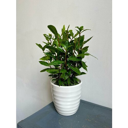 Комнатное растение Лавр Благородный в керамическом горшке, д17