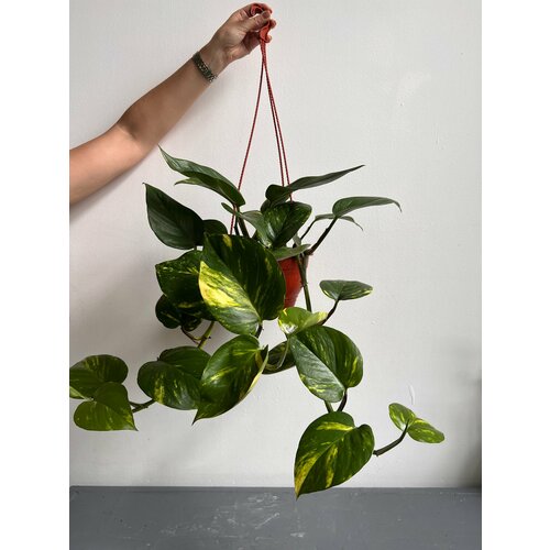 Эпипремнум золотистый