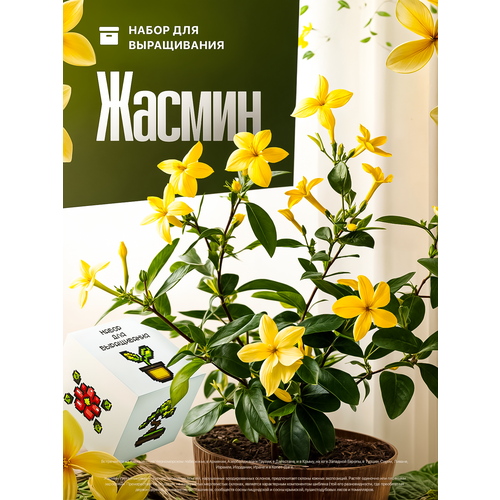 Набор для выращивания растений Жасмин
