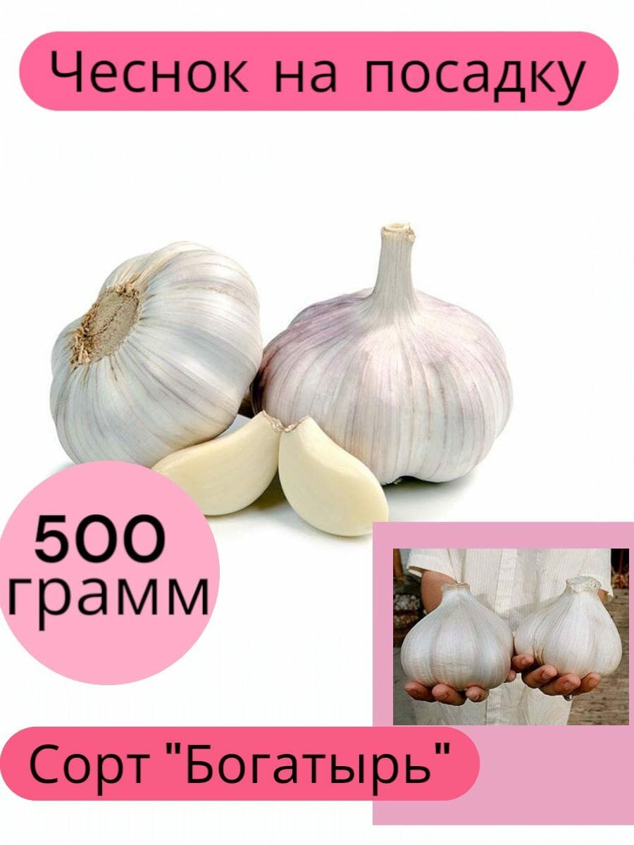 Чеснок на посадку озимый / Сорт отборный/ богатырь для посадки осенью 05кг
