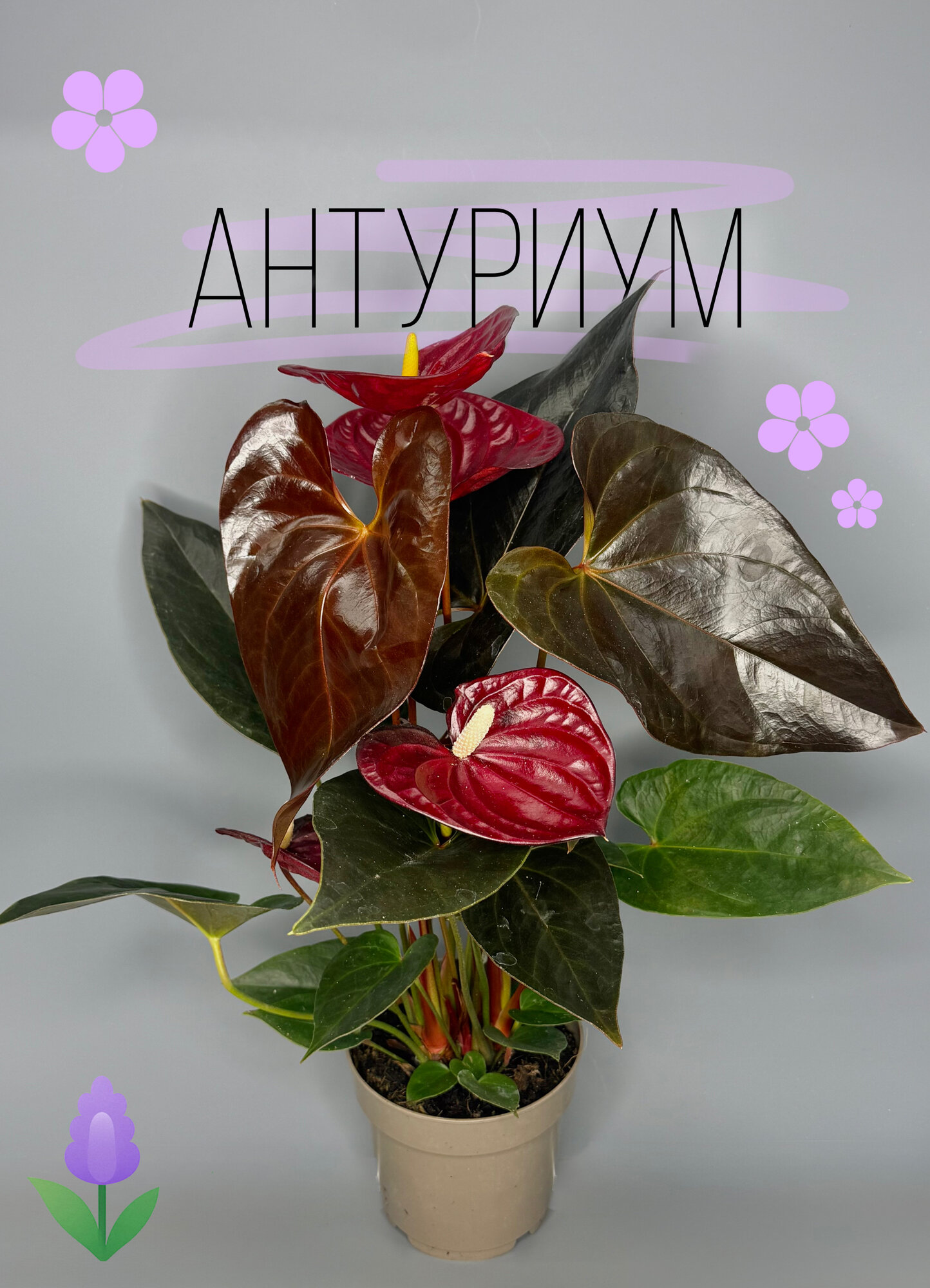 Антуриум Андре (Anthurium andreanum) — декоративно-цветущее растение с глянцевыми бордовыми покрывалами