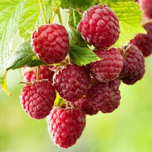 Малина ремонтантная Овация 1099₽