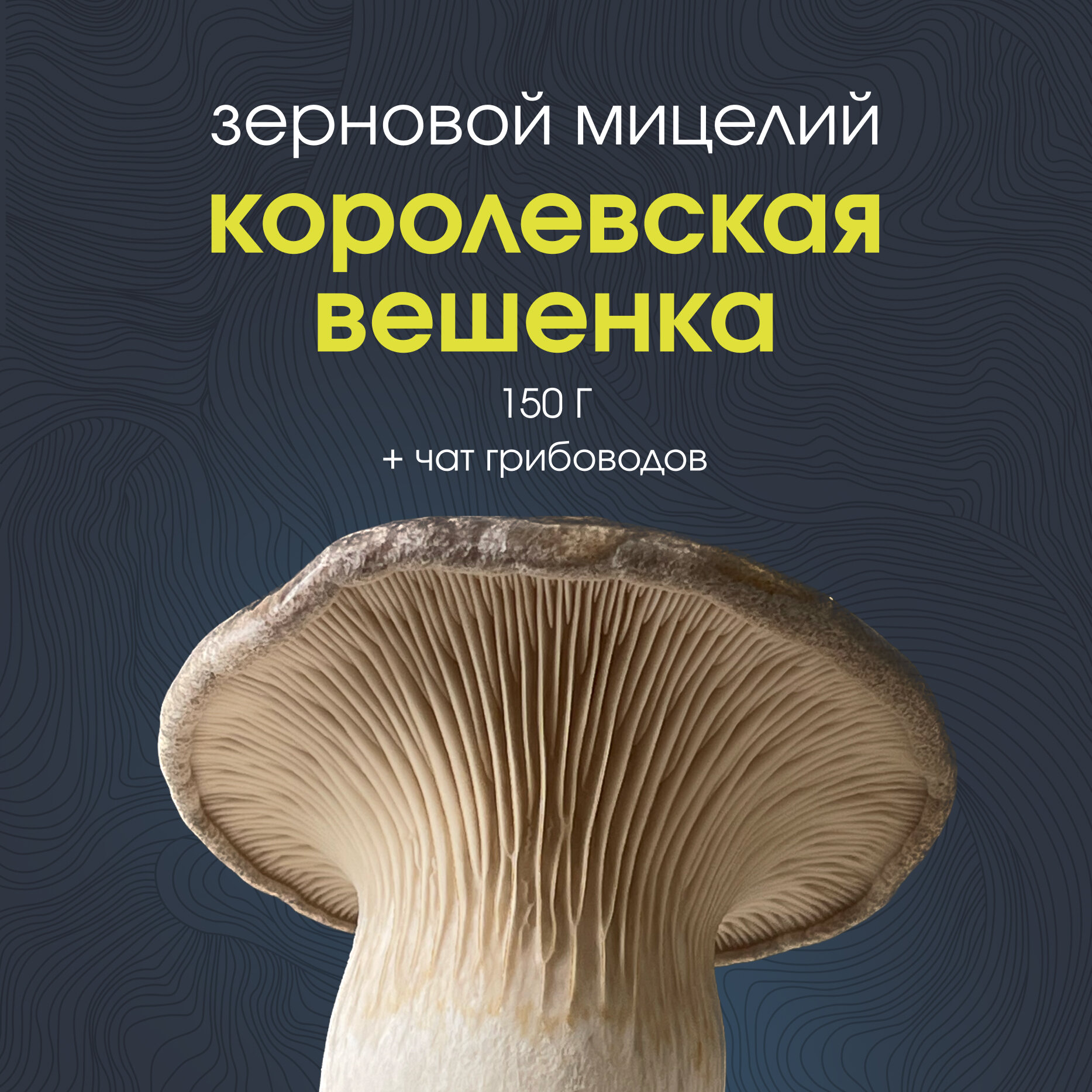 Мицелий грибов вешенки королевской Эринги, грибница для выращивания