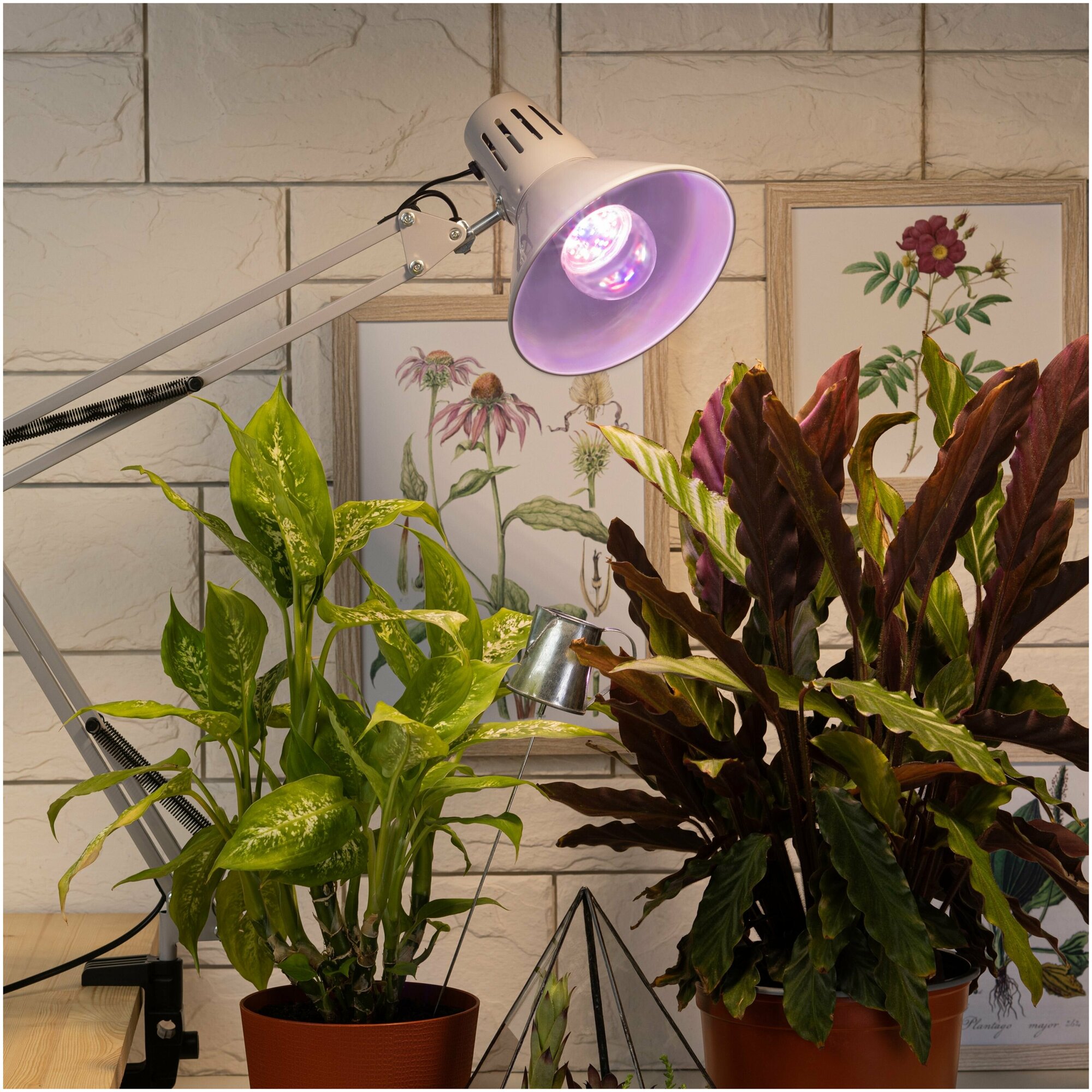 Светодиодная лампа ЭРА Fito 11W E27 для растений полного спектра (комплект из 2 шт) - фотография № 5