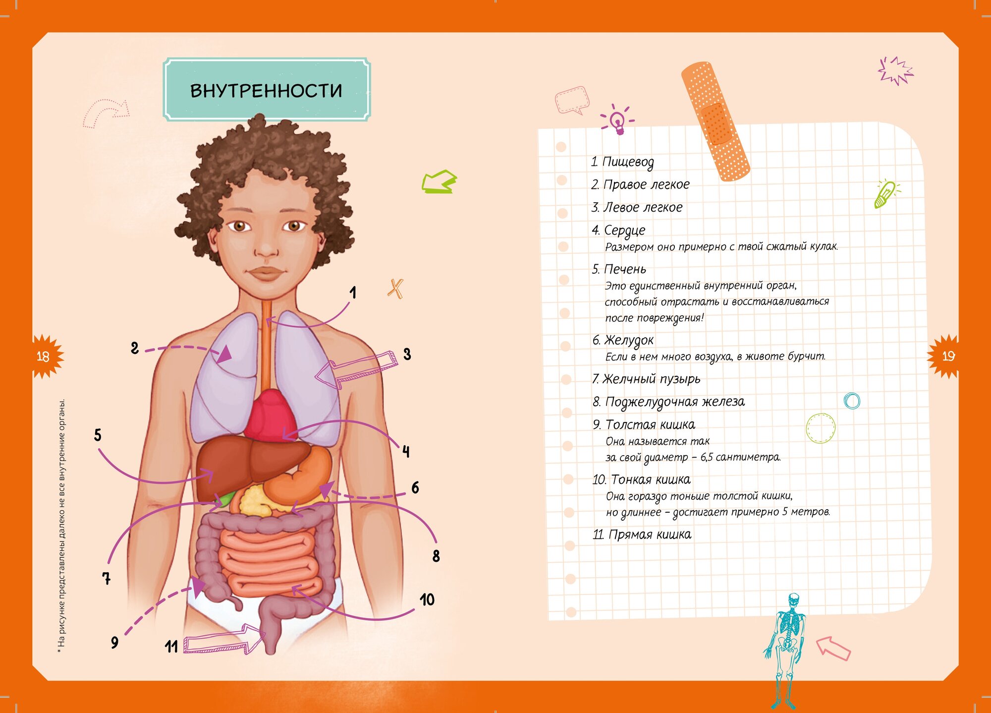 Детская энциклопедия "Тело человека" - фото №9