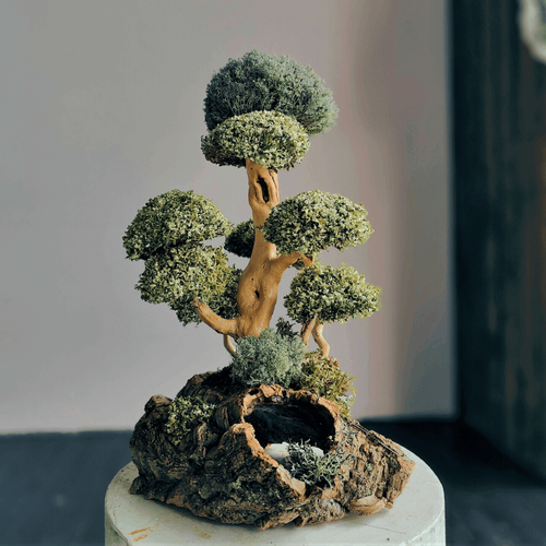 Бонсай живое дерево, Цетрария исландский мох живой, 39 см / Оригинальный подарок начальнику, декор для дома интерьера