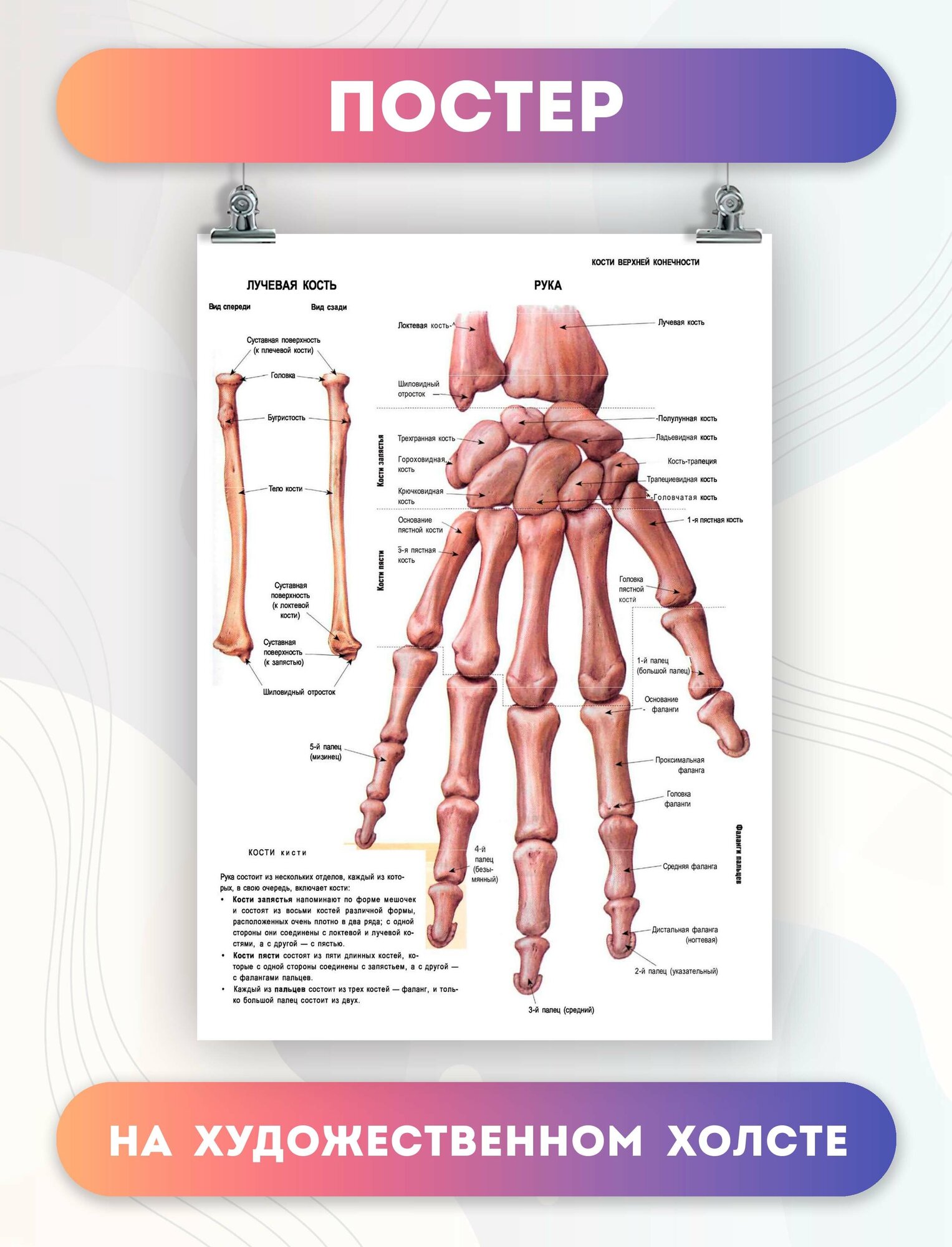 Постер на холсте анатомия рук биология (2) 30х40 см