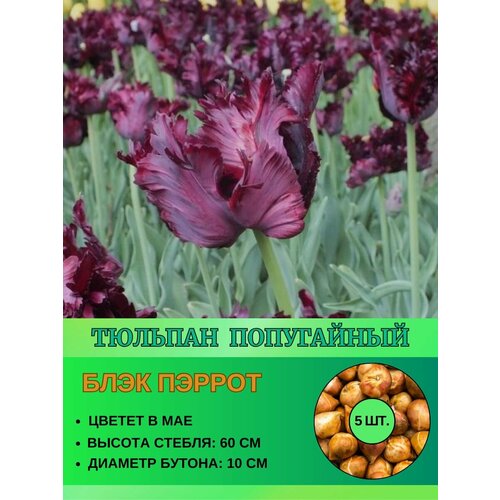Тюльпан попугайный, луковицы 5 штук