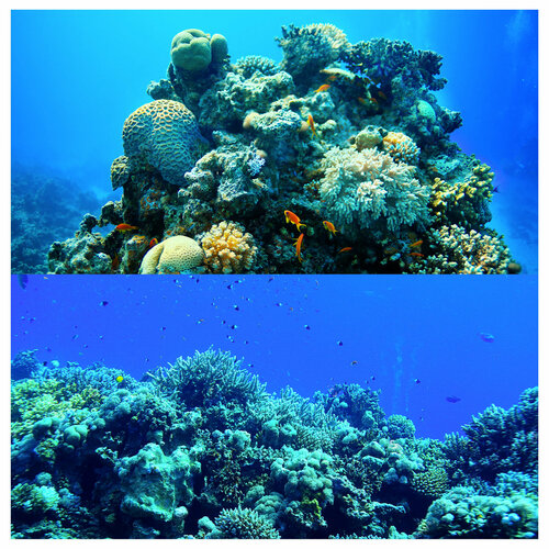 Фон для террариумов MCLANZOO Ocean двухсторонний 610х1215см 680₽