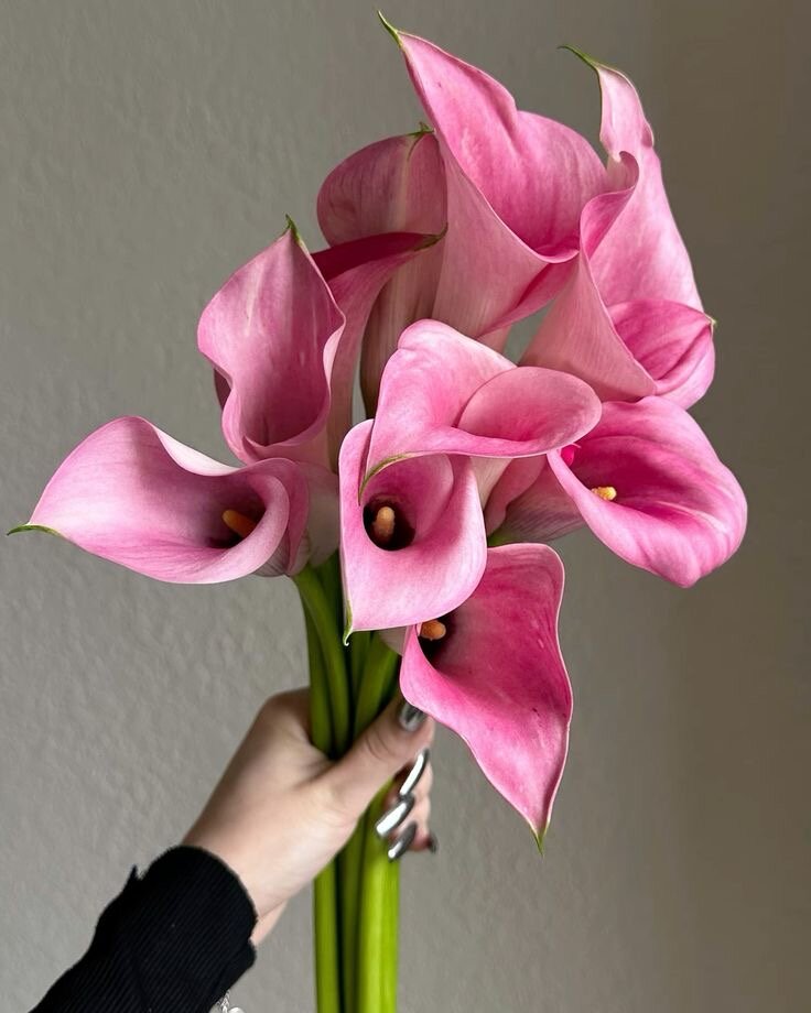 Монобукет из калл NURA FLOWERS "Розовые каллы", на стеблях, под атласную ленту, 19шт, доставка по Москве