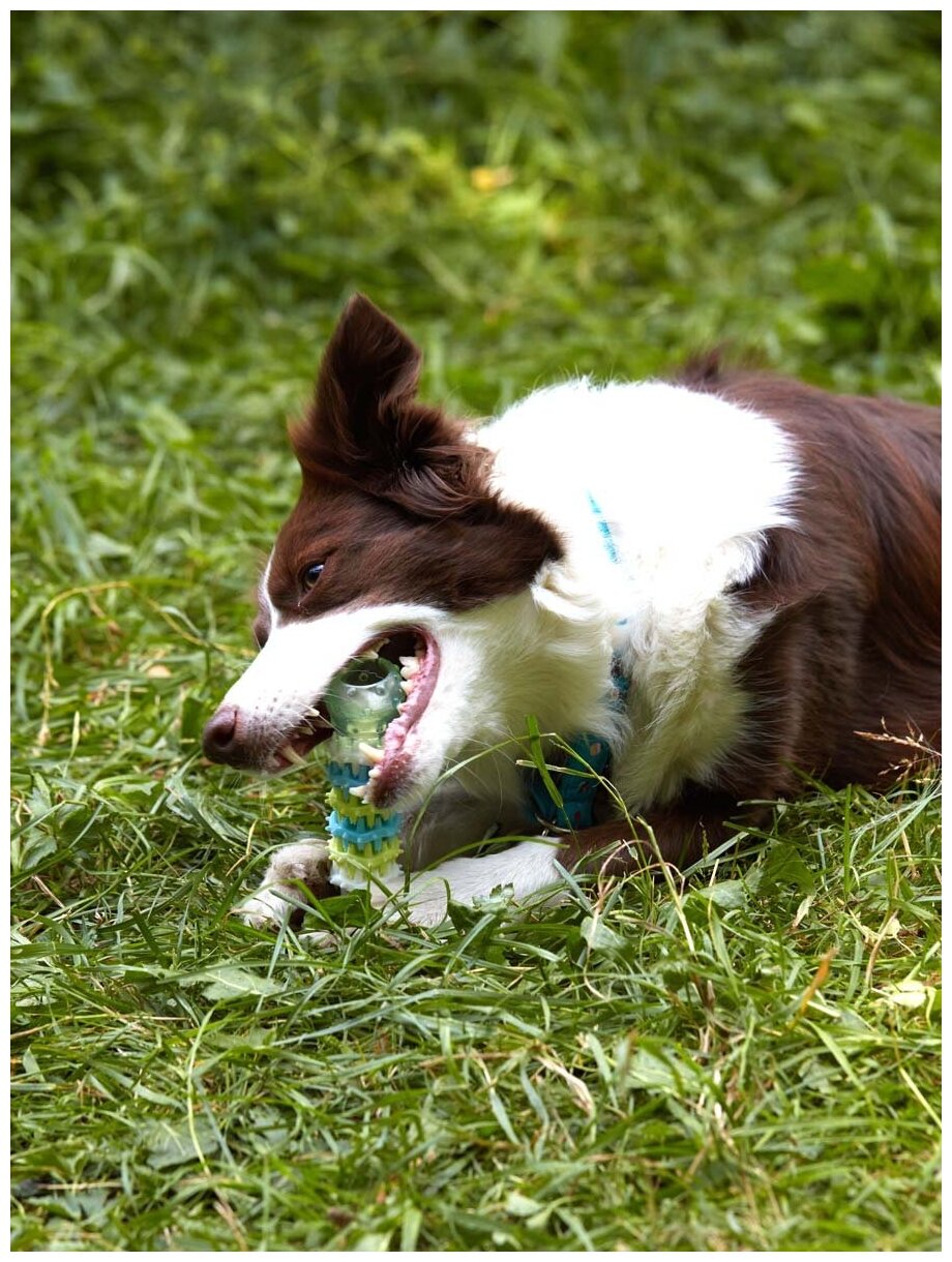 Игрушка для собак Japan Premium Pet шестиступенчатая жевательная игрушка для чистки зубов со вкусом копченой курицы, зеленая - фотография № 16