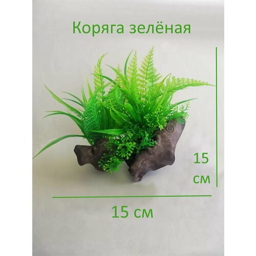 Растения для аквариума