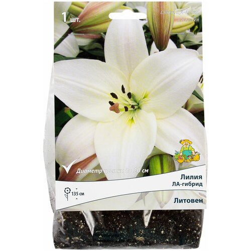 Лилия ЛА-гибрид Литовен, размер луковицы 14/16