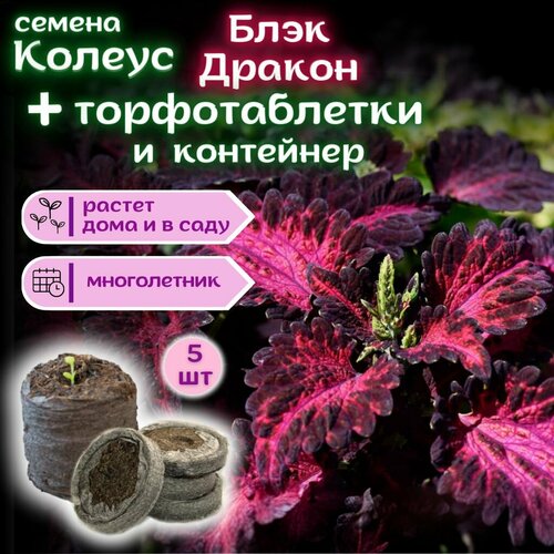 Колеус Блэк Дракон, семена + торфяные таблетки Jiffy в подарок, 5 шт