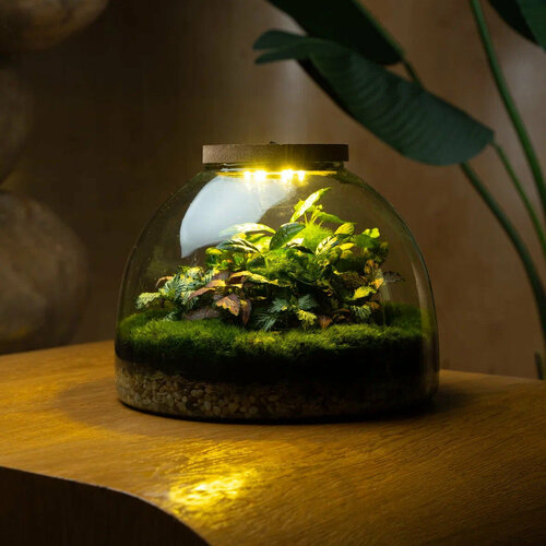 Флорариум с подсветкой от бренда 