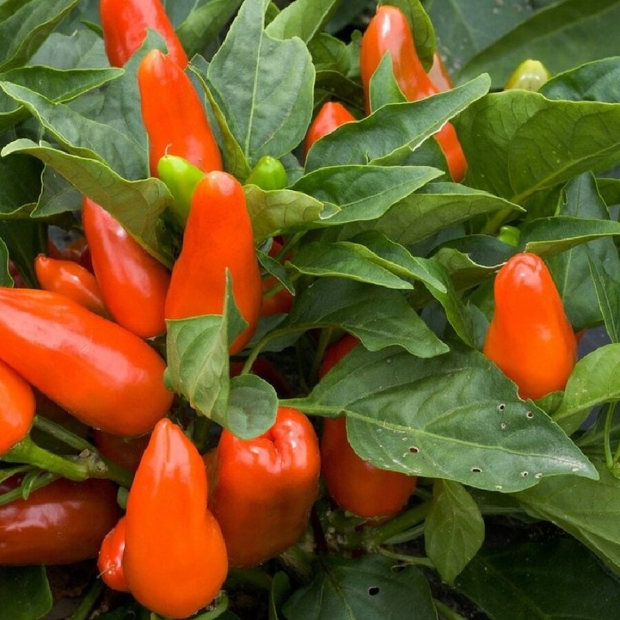 Семена Deodar SEEDS COMPANY Перец острый Tangerines 5 шт.