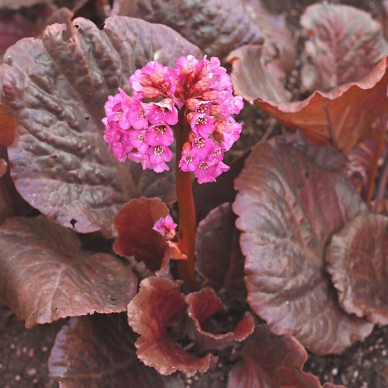 Бадан Эденс Дарк Марджин (1 корневище в горшке р9). Holland Bulbs (Голландия)