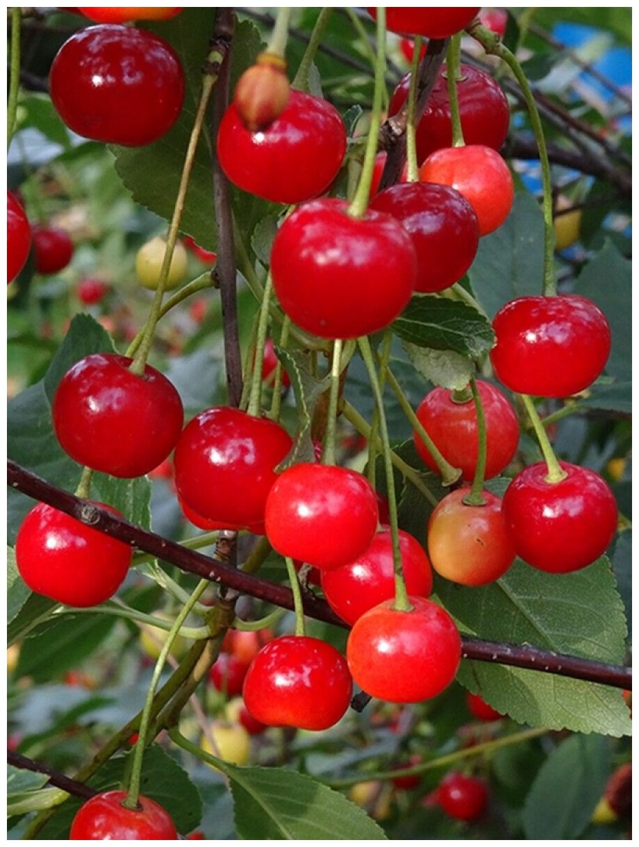 Семена Вишня обыкновенная Аморель розовая (Prunus cerasus amorel rozovaya), 15 штук