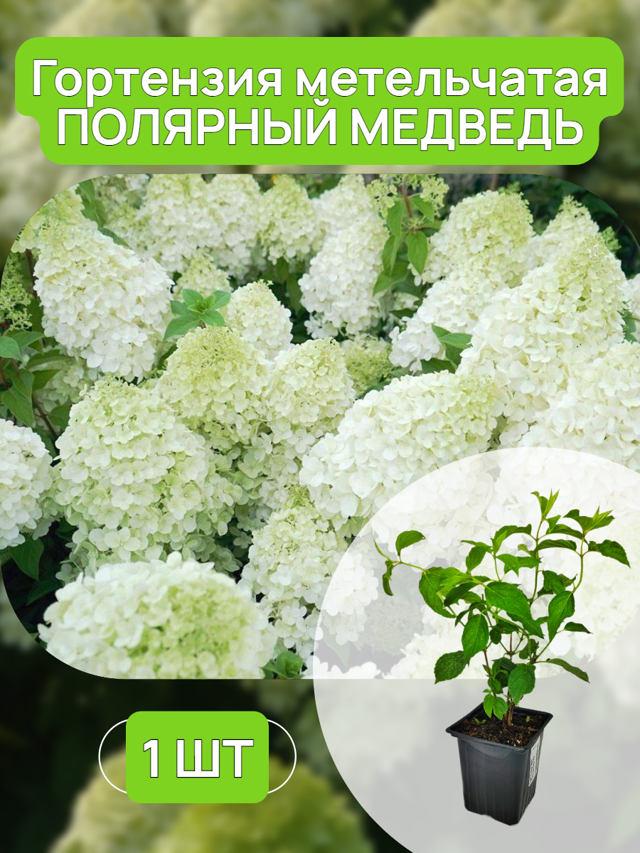 Гортензия метельчатая...