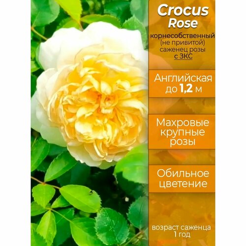 Саженец розы Крокус Роуз, корнесобственный, с ЗКС — купить в интернет ...