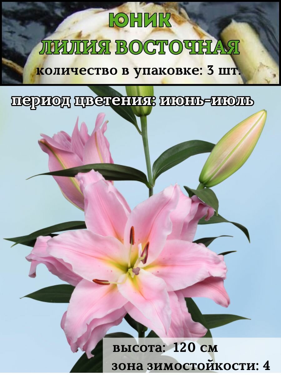Лилия восточная Юник  луковицы 3 штуки
